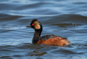 Sorthalset Lappedykker - Firtalsstrand 17. maj 2022