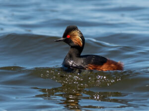 Sorthalset Lappedykker - Firtalsstrand 17. maj 2022