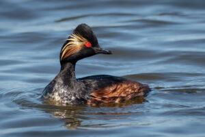 Sorthalset Lappedykker - Firtalsstrand 17. maj 2022