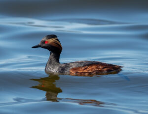 Sorthalset Lappedykker - Firtalsstrand 17. maj 2022
