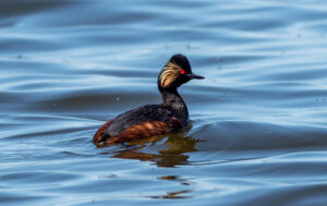 Sorthalset Lappedykker - Firtalsstrand 17. maj 2022