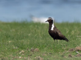 Amerikansk Hjejle - Bøjden Nor maj 2018