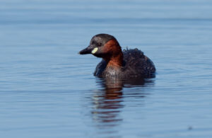 Lille Lappedykker - Jægersborg Dyrehave maj 2018