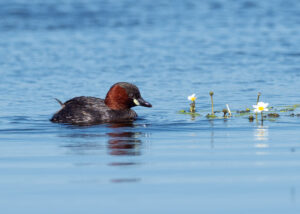 Lille Lappedykker - Jægersborg Dyrehave maj 2018