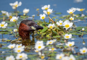 Lille Lappedykker - Jægersborg Dyrehave maj 2018