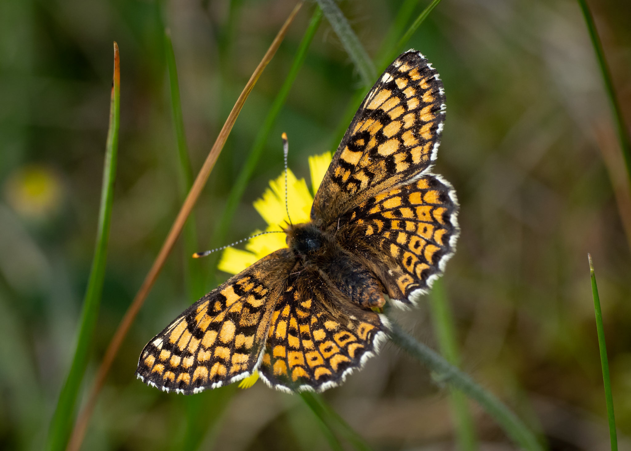 Okkergul Pletvinge - Harrild Hede juni 2019