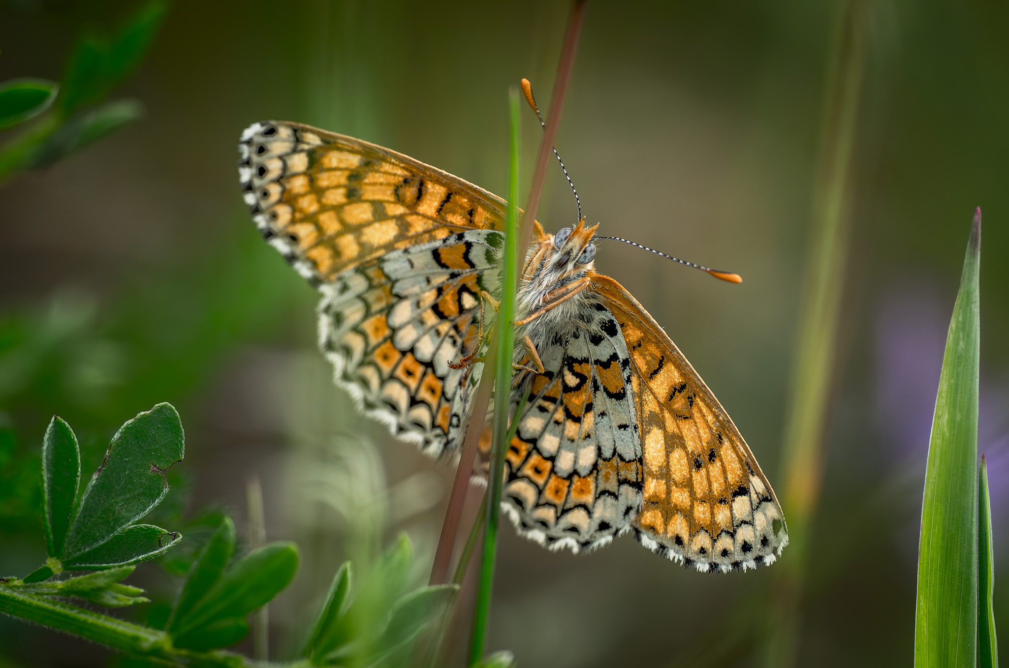 Okkergul Pletvinge - Harrild Hede juni 2019