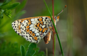 Okkergul Pletvinge - Harrild Hede juni 2019