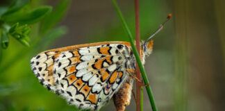 Okkergul Pletvinge - Harrild Hede juni 2019