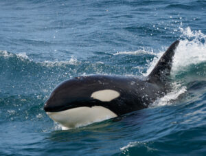Spækhugger - Andenes juni 2020