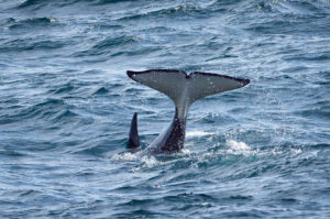 Spækhugger - Andenes juni 2020