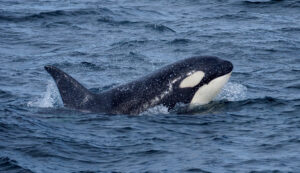 Spækhugger - Andenes juni 2020