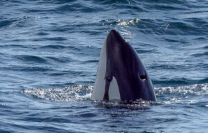 Spækhugger - Andenes juni 2020