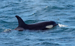 Spækhugger - Andenes juni 2020