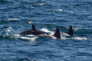 Spækhugger - Andenes juni 2020