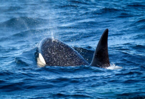 Spækhugger - Andenes juni 2020
