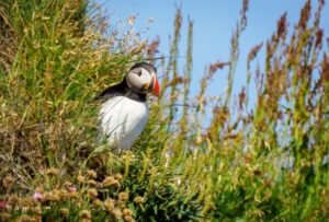 Lunde - Dyrhólaey juli 2027