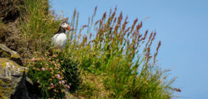 Lunde - Dyrhólaey juli 2027