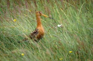 Islandsk Stor Kobbersneppe – Flói juli 2017