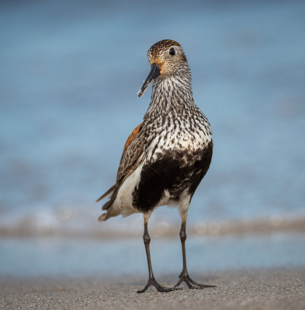 Alm. Ryle - Gedesby Strand juli 2018