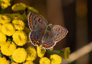 Sort Ildfugl - Bøtø sommeren 2018