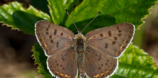 Sort Ildfugl - Bøtø sommeren 2018