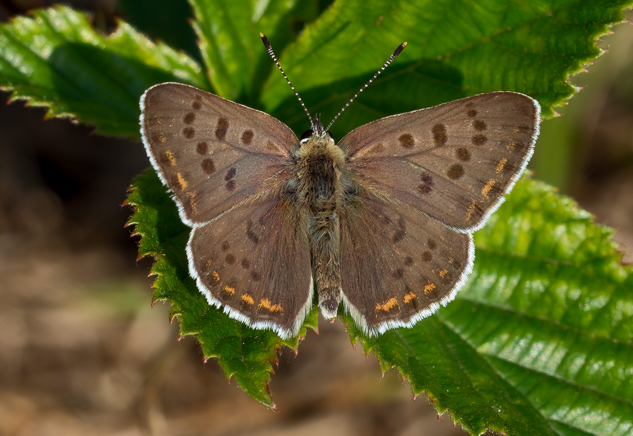 Sort Ildfugl - Bøtø sommeren 2018