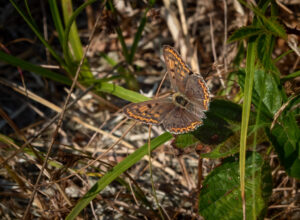 Sort Ildfugl - Bøtø sommeren 2018