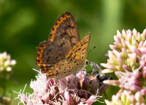 Sort Ildfugl - Bøtø sommeren 2018