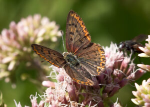 Sort Ildfugl - Bøtø sommeren 2018