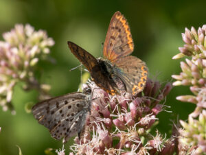 Sort Ildfugl - Bøtø sommeren 2018