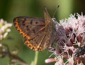 Sort Ildfugl - Bøtø sommeren 2018