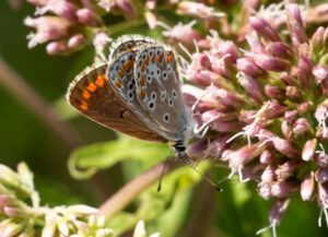 Sort Ildfugl - Bøtø sommeren 2018