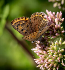 Sort Ildfugl - Bøtø sommeren 2018