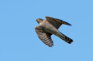 Spurvehøg - Stevns Klint oktober 2018