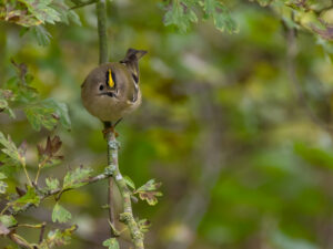 Fuglekonge - Gedesby oktober 2016