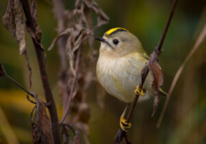 Fuglekonge - Gedesby oktober 2016