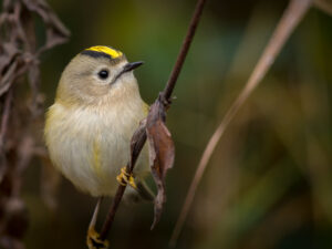 Fuglekonge - Gedesby oktober 2016