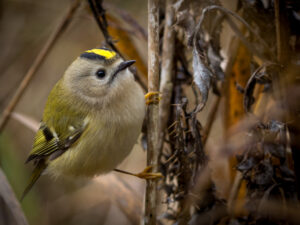 Fuglekonge - Gedesby oktober 2016