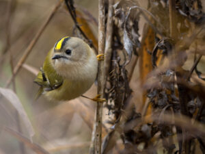 Fuglekonge - Gedesby oktober 2016