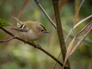 Fuglekonge - Gedesby oktober 2016