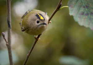 Fuglekonge - Gedesby oktober 2016