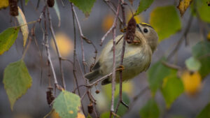 Fuglekonge - Gedesby oktober 2016