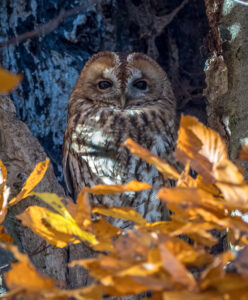 Natugle - Jægersborg Dyrehave november 2017