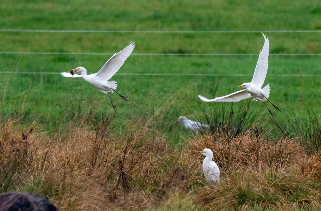 Kohejre - Herning 2019