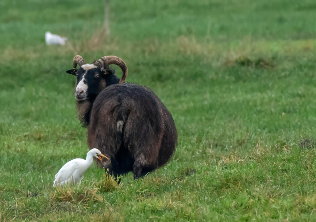 Kohejre - Herning 2019