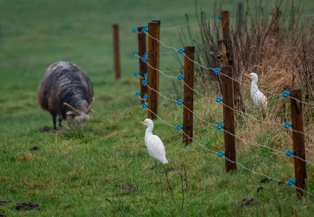 Kohejre - Herning 2019