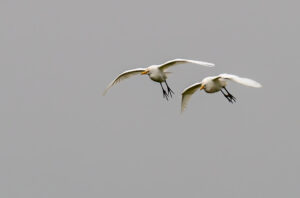 Kohejre - Herning 2019