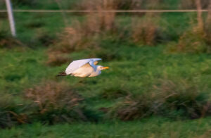 Kohejre - Herning 2019