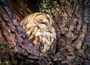 Natugle - Jægersborg Dyrehave november 2017